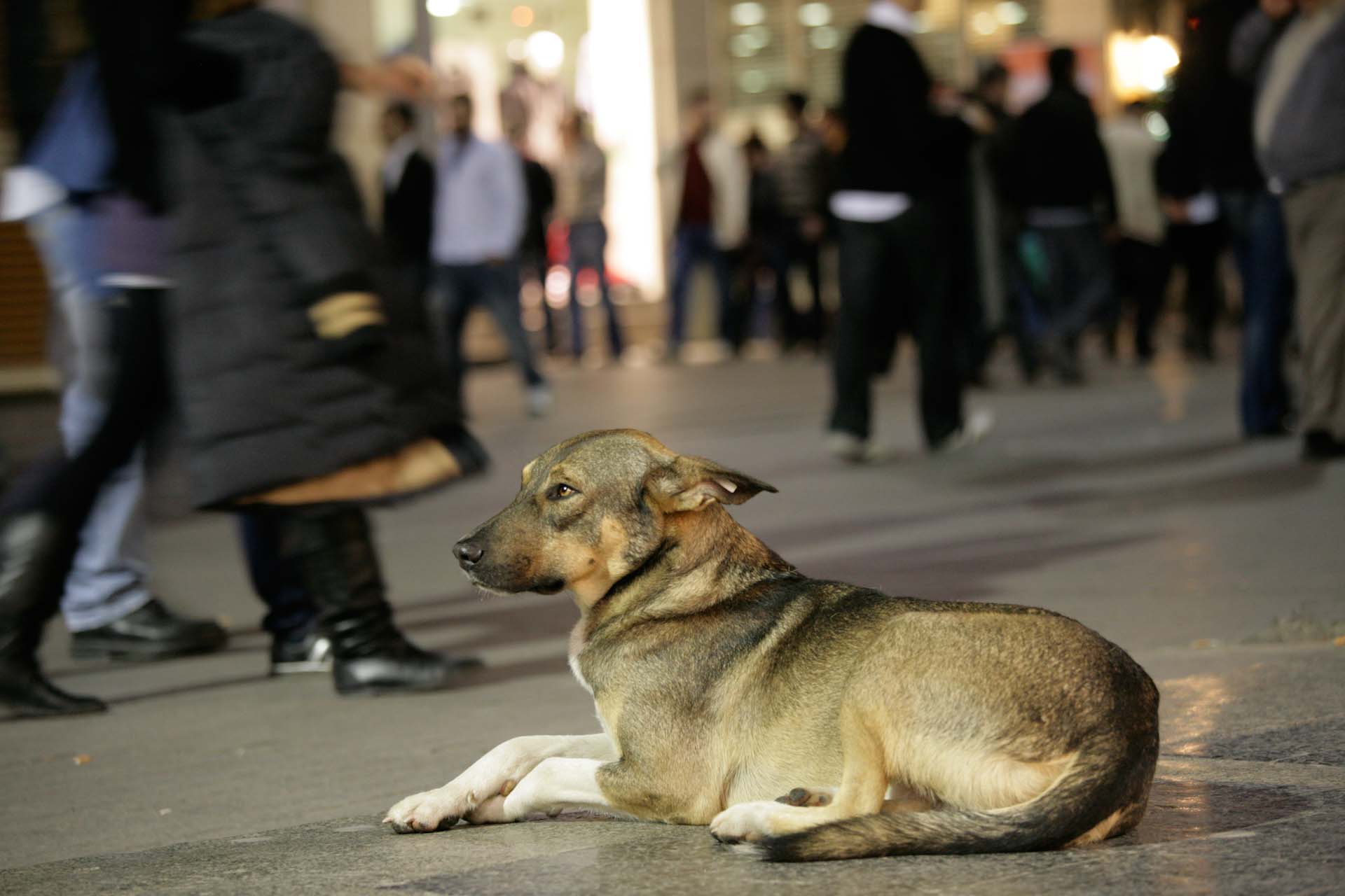 Free living dogs belong to the İstiklal Caddesi, Beyoğlu