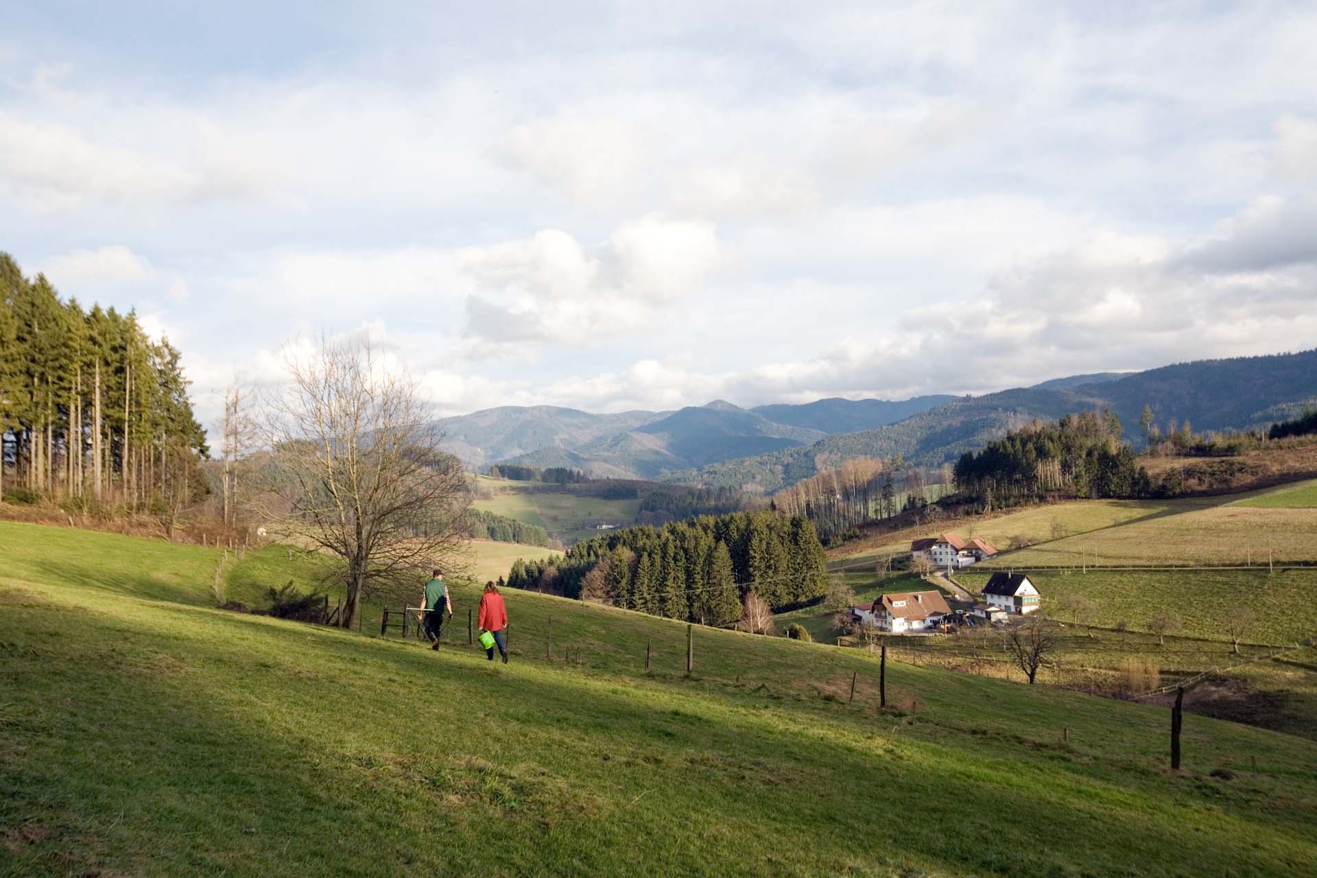 Für das Freihalten der Hochflächen im Schwarzwald gibt es EU-Subventionen